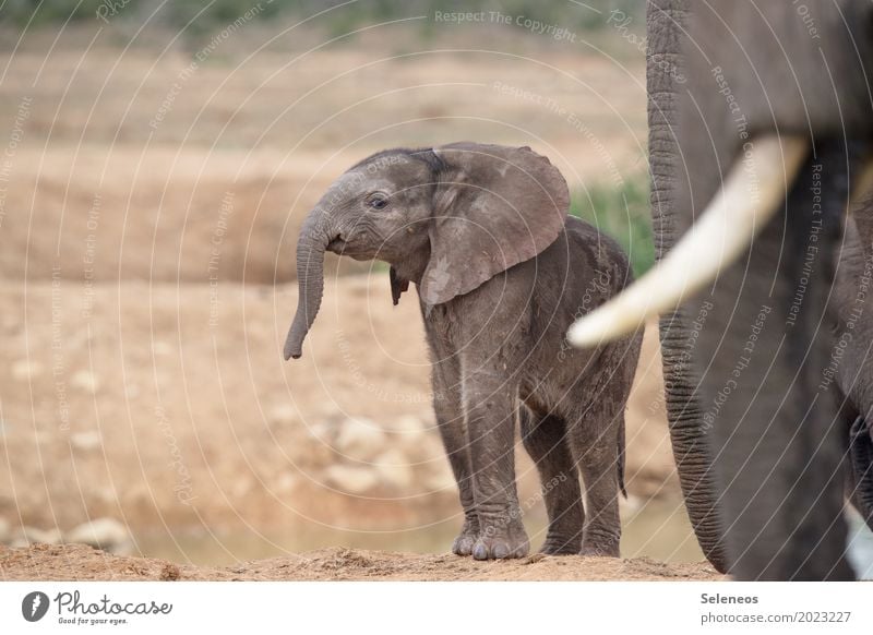 noch ganz frisch Ferien & Urlaub & Reisen Tourismus Ausflug Abenteuer Ferne Freiheit Safari Sommer Sommerurlaub Umwelt Natur Tier Wildtier Tiergesicht Elefant