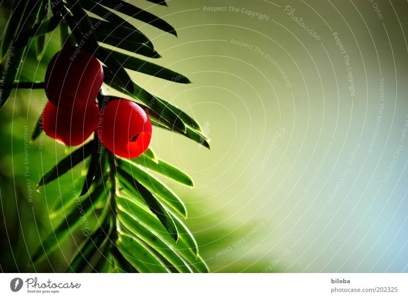 Verführerisch schön... Natur Herbst Baum Wildpflanze ästhetisch lecker grün rot Frucht Eibe Textfreiraum Strukturen & Formen Nadelbaum Dekoration & Verzierung