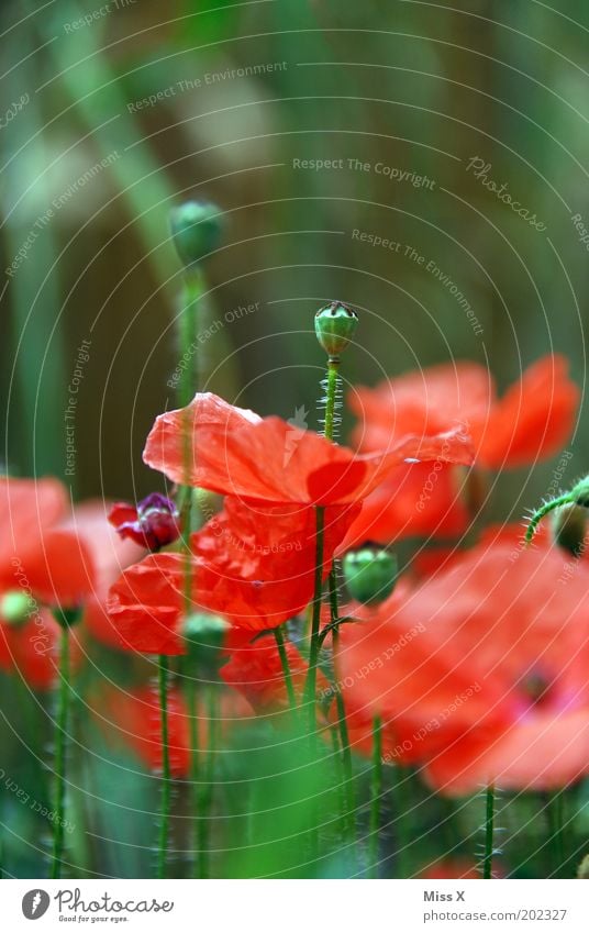 Poppy II Rauschmittel Natur Pflanze Sommer Blume Blüte Nutzpflanze Wiese Blühend Wachstum Mohn Mohnblüte Samen Kontrast Farbfoto mehrfarbig Außenaufnahme