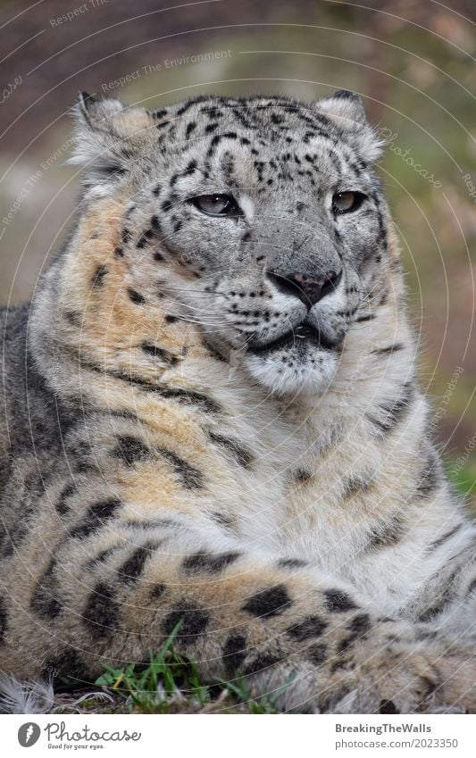 Schließen Sie herauf Porträt des männlichen Schneeleoparden Sommer Natur Tier Gras Wildtier Tiergesicht Zoo 1 liegen Blick sitzen grün selbstbewußt Kraft Macht