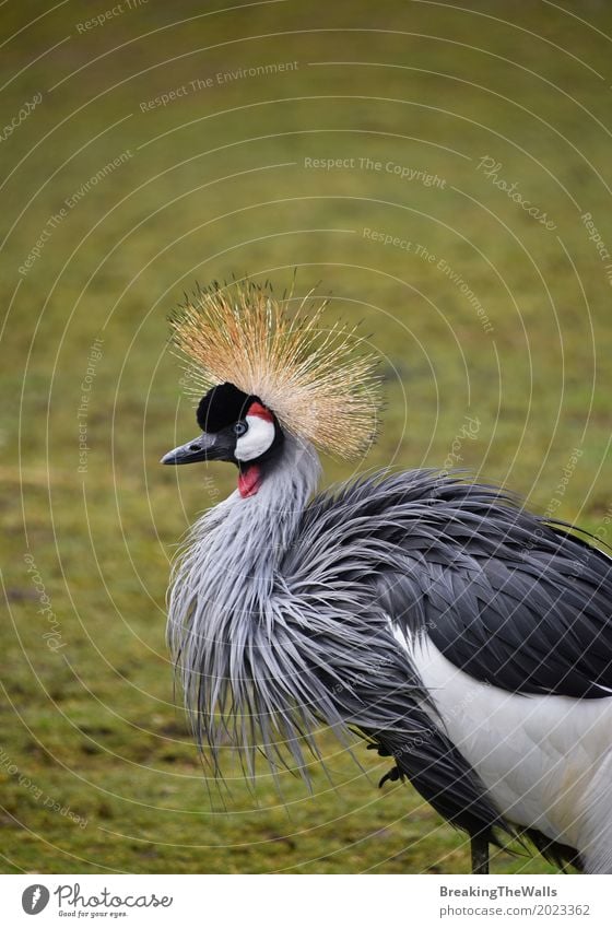 Seitenprofilporträt des afrikanischen schwarzen gekrönten Kranes Natur Tier Gras Wildtier Vogel Zoo 1 Blick stehen exotisch wild grün Balearen Pavonina Tierwelt