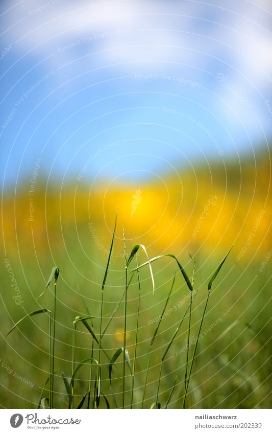 Frühlingsfarben Umwelt Natur Landschaft Pflanze Himmel Wolken Sonnenlicht Klima Schönes Wetter Gras Grünpflanze Wildpflanze Wiese Feld ästhetisch hell blau gelb