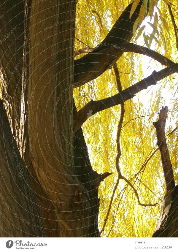 Trauerweide herbstlich Baumrinde Blatt gelb Herbst Weide Baumstamm