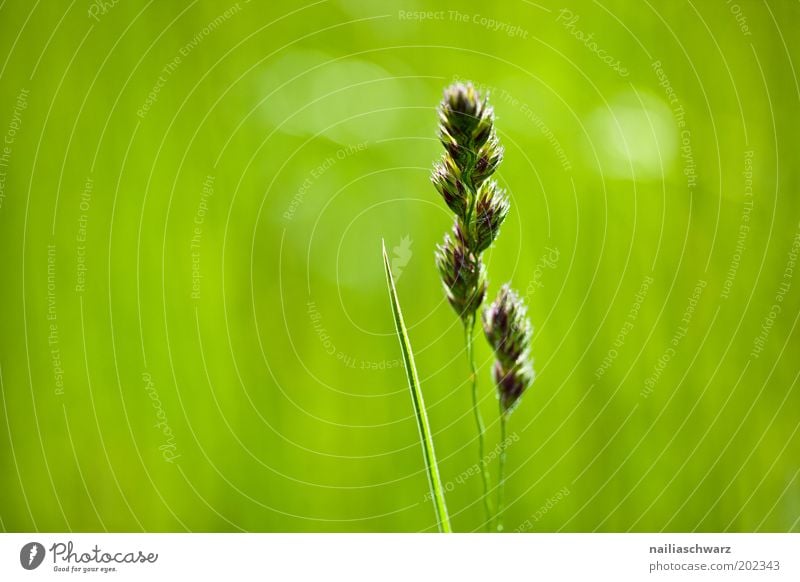 Grün Umwelt Natur Pflanze Frühling Sommer Klima Wetter Schönes Wetter Gras Grünpflanze Wildpflanze Wiese Feld ästhetisch frisch grün Leben Umweltschutz Farbfoto