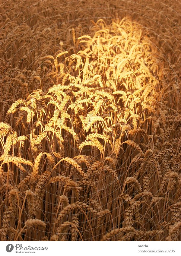 Korn im Licht Halm Sommer Getreide Raureif Sonne Lichtstrahl