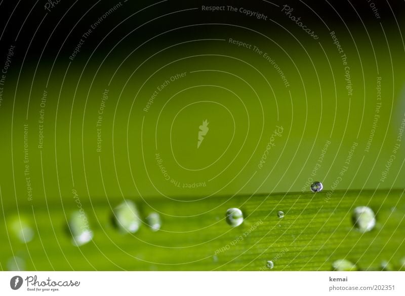 Mai 2010 Natur Pflanze Frühling Klima schlechtes Wetter Regen Gras Blatt Grünpflanze Wassertropfen Tropfen ästhetisch Flüssigkeit frisch glänzend nass grün