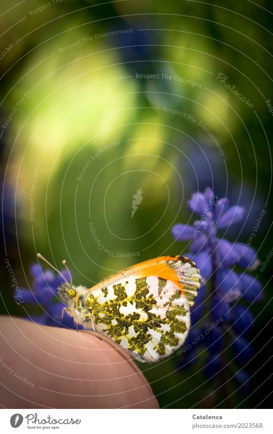 Aurorafalter sitzt auf einer Hand, Bücherhyazinthe im Hintergrund Natur Pflanze Tier Sonnenlicht Schönes Wetter Blume Blüte Becherhyazinthe Garten Schmetterling