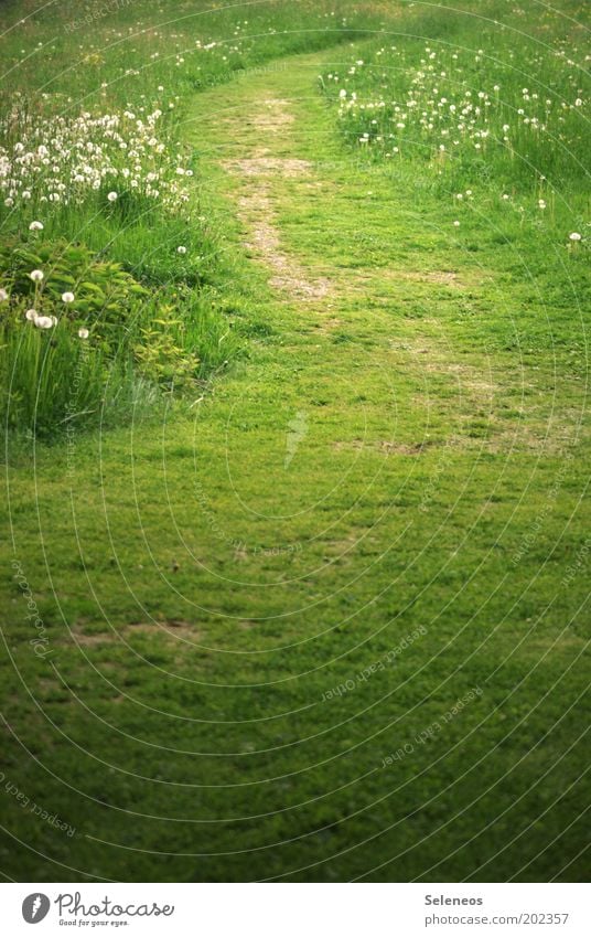 Nix wie Weg Ferien & Urlaub & Reisen Freiheit Sommer Umwelt Natur Landschaft Erde Blume Gras Sträucher Park Wiese Feld grün Erholung Freizeit & Hobby ruhig