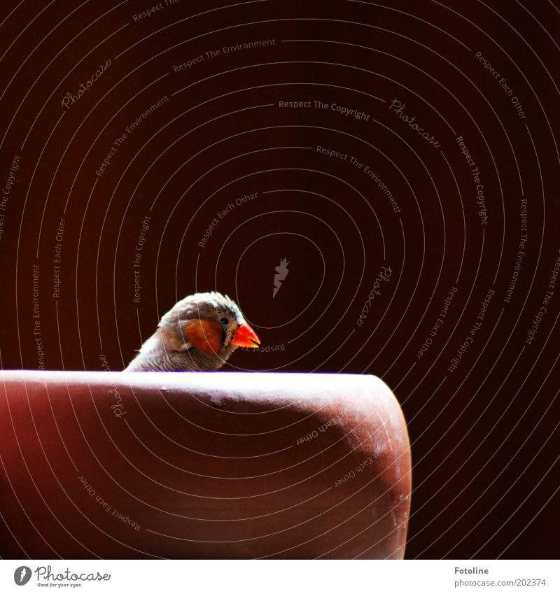 Alles mein Futter! Tier Haustier Vogel Fressen füttern Schnabel Fink rot Feder gefiedert Fressnapf Zebrafink Farbfoto mehrfarbig Außenaufnahme Textfreiraum oben