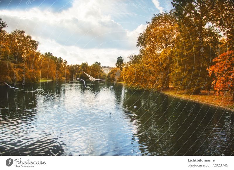 St.James Tourismus Ausflug Freiheit Sightseeing Städtereise Natur Pflanze Tier Herbst Baum Park Seeufer Teich London England Stadtzentrum Palast Platz