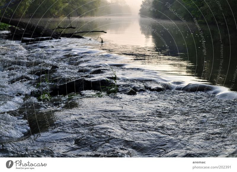 Morgenstimmung Natur Landschaft Wasser Sommer Nebel Baum Flussufer Sauberkeit wild ruhig Stromschnellen Saale Farbfoto Gedeckte Farben Außenaufnahme