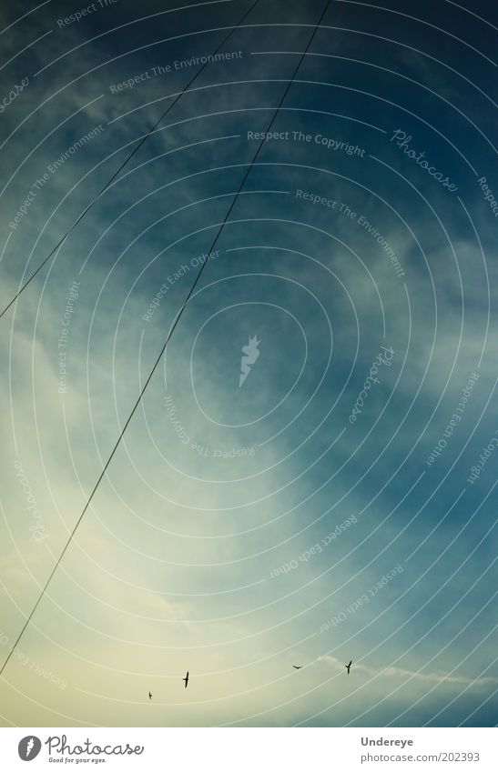 Himmel und Drähte Luft Vogel blau Wolken weiß Freiheit fliegen Drahtseil Linie Farbfoto Außenaufnahme Menschenleer Tag