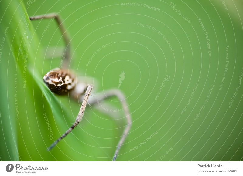 iiihhhh Wildtier Spinne 1 Tier Ekel grün Flucht groß Blatt Spinnenbeine Angst furchtbar schön wild Farbfoto Detailaufnahme Makroaufnahme Menschenleer