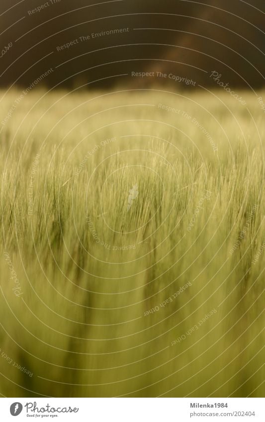 Maigerste Sommer Natur Landschaft Pflanze Schönes Wetter Nutzpflanze Feld Gesundheit hell weich gelb gold grün Gerste Getreide Farbfoto Außenaufnahme