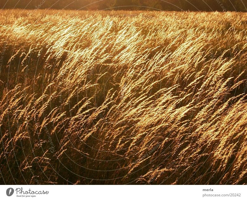 Gräsermeer Wiese Halm Wellen Gegenlicht Abendsonne Wind Grasland