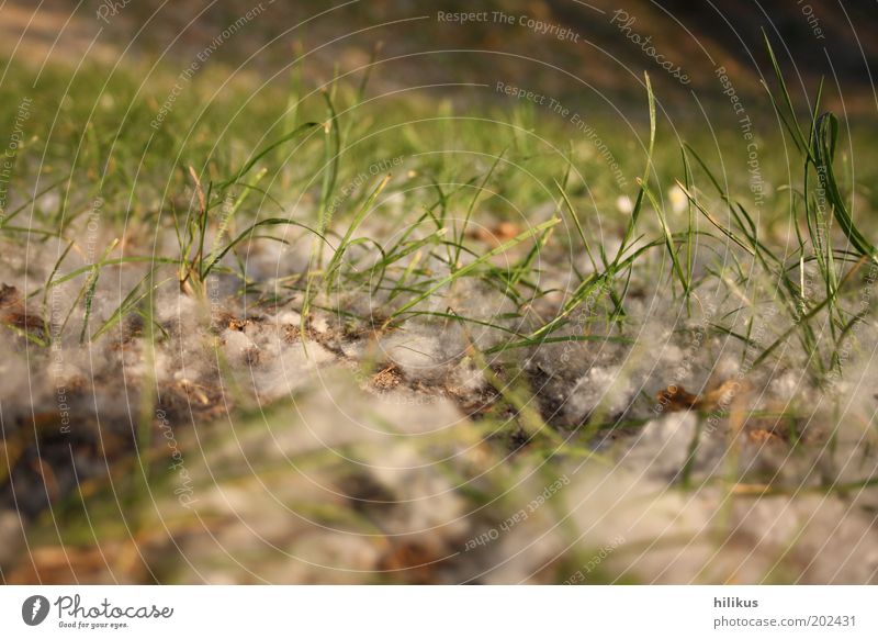 Grasgeflüster Umwelt Natur Landschaft Pflanze Erde Frühling Sommer Schönes Wetter Wind Baum Grünpflanze Wildpflanze Wiese verblüht Wachstum nah grün weiß