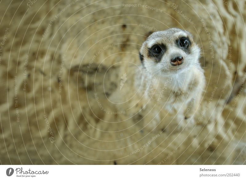 mit großen Erdmännchenaugen! Zoo Natur Tier Erde Sand Wildtier Tiergesicht Fell Nagetiere beobachten Blick stehen Freundlichkeit Neugier niedlich weich