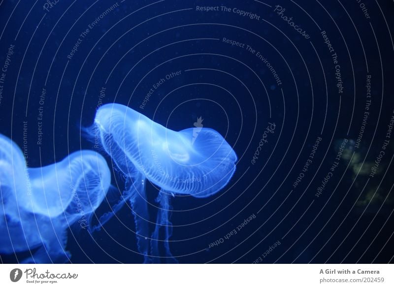 Jelly Babies Tier Aquarium Qualle 2 blau ästhetisch Bewegung Natur Zusammenhalt Im Wasser treiben brennen außerirdisch Tentakel Schwarzlicht Schmerz Meerestier