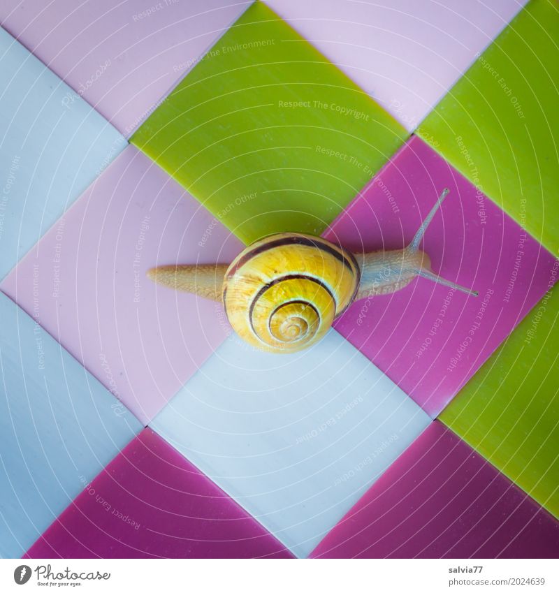 spurlos Tier Schnecke 1 Kunststoff außergewöhnlich schleimig mehrfarbig gelb grün rosa Farbe Geschwindigkeit Mobilität Perspektive Surrealismus Symmetrie