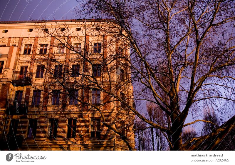 ABENDSONNE Umwelt Natur Schönes Wetter Baum Hauptstadt Menschenleer Haus Bauwerk Gebäude Architektur Mauer Wand Fassade Fenster außergewöhnlich schön violett