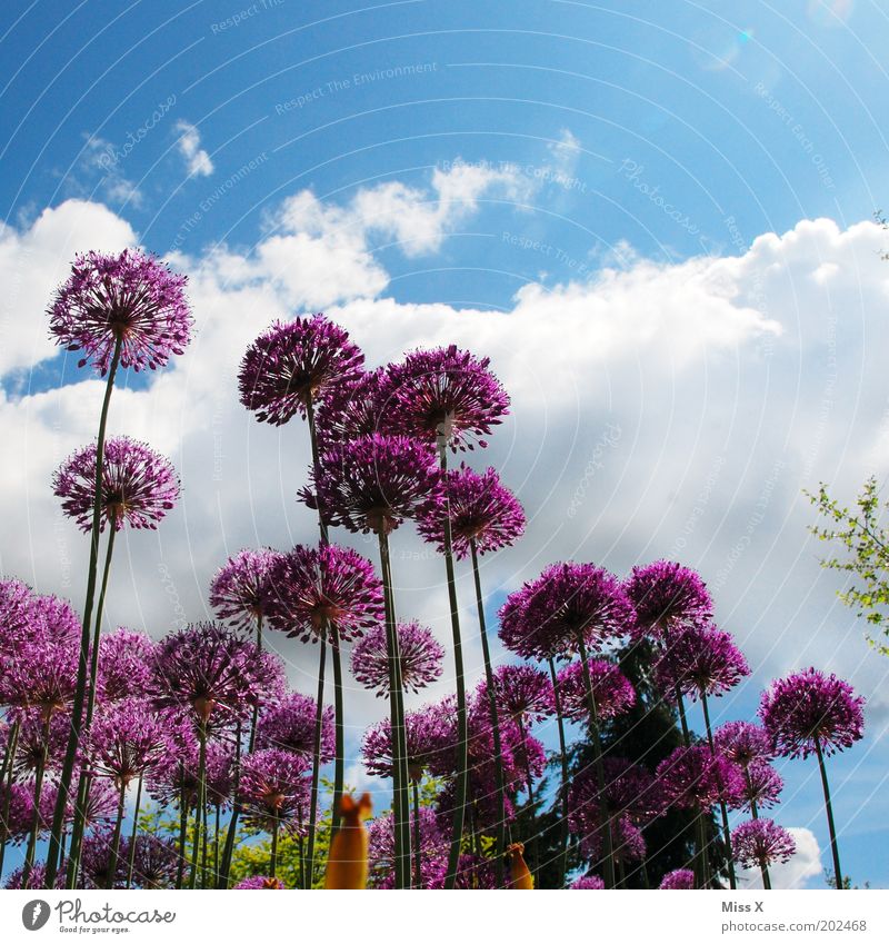 Zierlauch Garten Umwelt Natur Himmel Frühling Sommer Schönes Wetter Pflanze Blume Blüte Wiese Blühend Wachstum groß Porree Gartenpflanzen Farbfoto mehrfarbig