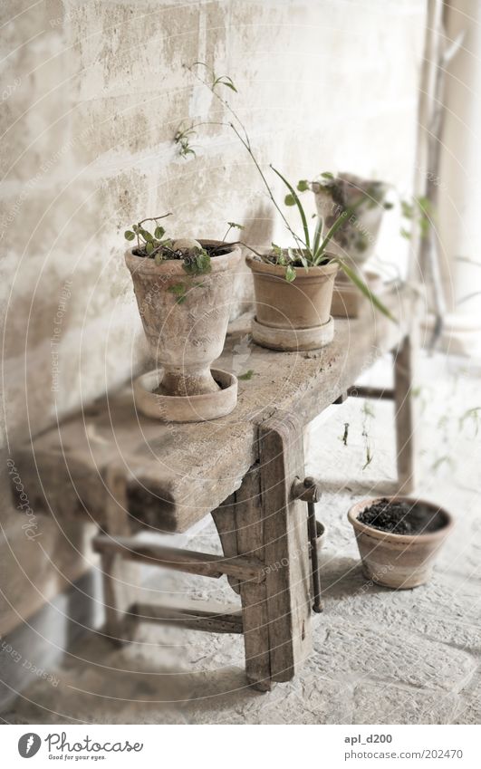 Werkbank Häusliches Leben Tisch Natur Pflanze Blume Grünpflanze Dorf Haus Platz Mauer Wand stehen alt authentisch braun grau grün Blumentopf Bank Holzbank