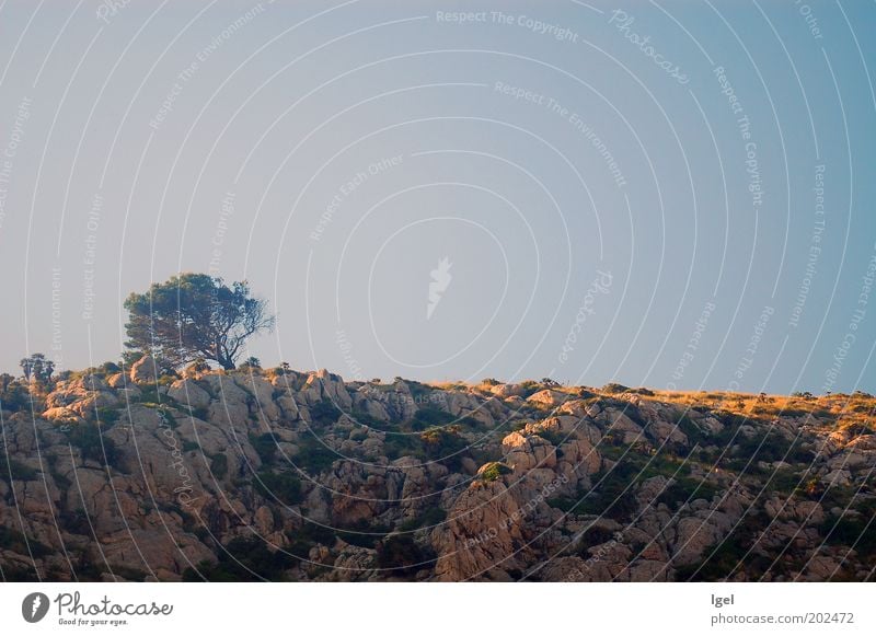 einsamer Baum Natur Landschaft Himmel Wolkenloser Himmel Schönes Wetter Hügel Felsen bescheiden Sehnsucht Fernweh Einsamkeit Respekt ästhetisch