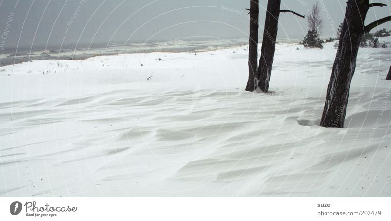 Wehe Wehe Umwelt Natur Landschaft Urelemente Himmel Wolkenloser Himmel Horizont Winter Klima Sturm Schnee Baum Küste Ostsee Meer einfach kalt grau weiß