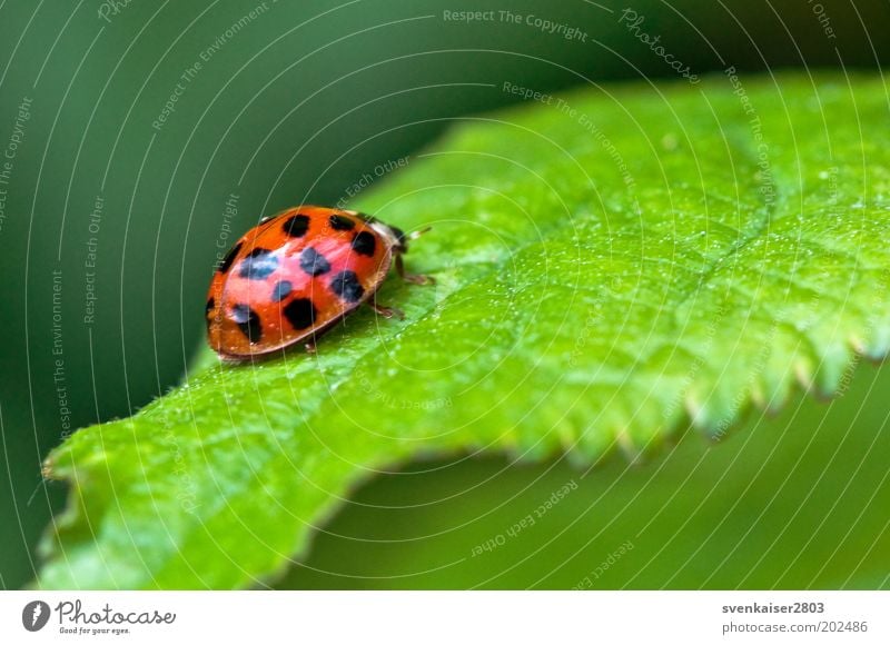 und Tschüss! Umwelt Natur Pflanze Tier Sommer Blatt Marienkäfer 1 krabbeln grün rot schwarz Farbfoto mehrfarbig Außenaufnahme Nahaufnahme Makroaufnahme