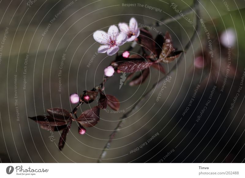 Blutpflaume Frühling Pflanze Baum Sträucher Blatt Blüte Park Blühend Kirschpflaume rosa Zweig zart Farbfoto Menschenleer