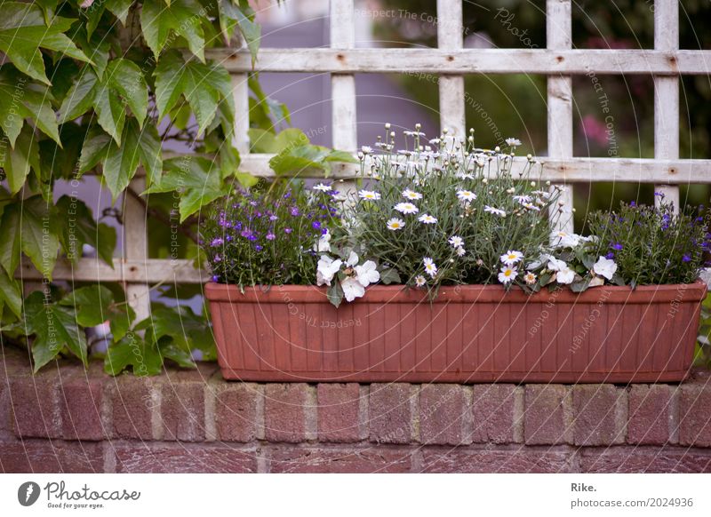 Endlich wieder Gartenzeit. Freizeit & Hobby Umwelt Natur Pflanze Frühling Sommer Schönes Wetter Blume Grünpflanze Topfpflanze Park Erholung schön Gärtner Mauer