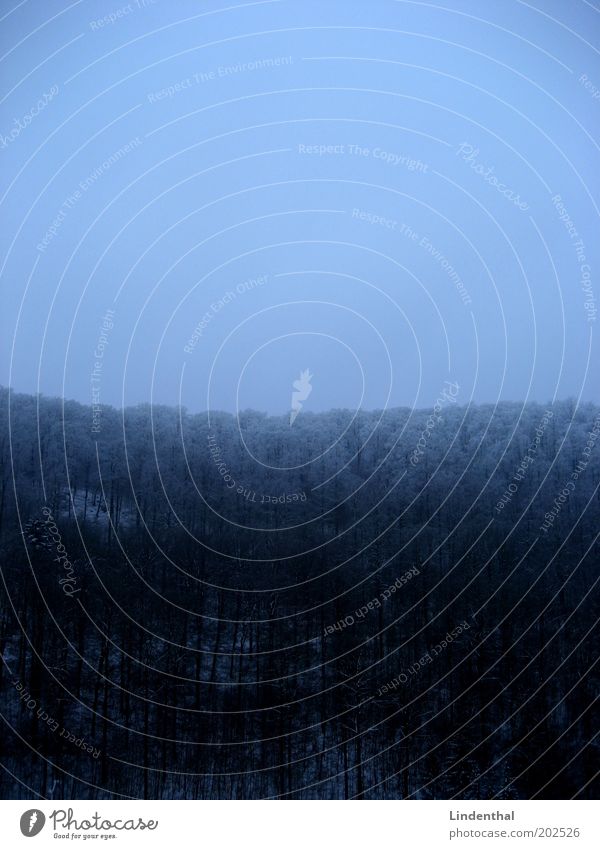 Alleine im Wald / Vertikal Natur Landschaft Himmel einzigartig dunkel Winter Farbfoto Textfreiraum oben Textfreiraum unten Abend Dämmerung Panorama (Aussicht)