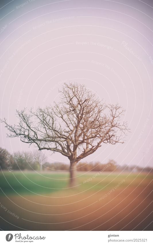 Frühlingsbaum Natur Landschaft Pflanze Wetter Nebel Baum Feld braun grün orange Unschärfe rural Jahreszeiten blätterlos blätterlose Zweige trüb Dunst