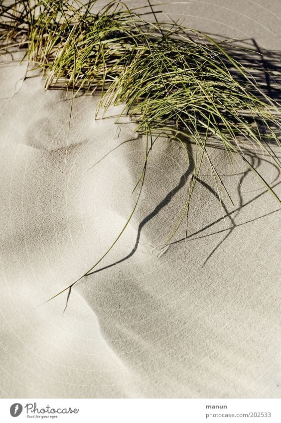 Sand ruhig Natur Pflanze Gras Sträucher Wildpflanze Dünengras Strand Wärme weich Idylle Umweltschutz Farbfoto Strukturen & Formen Textfreiraum unten