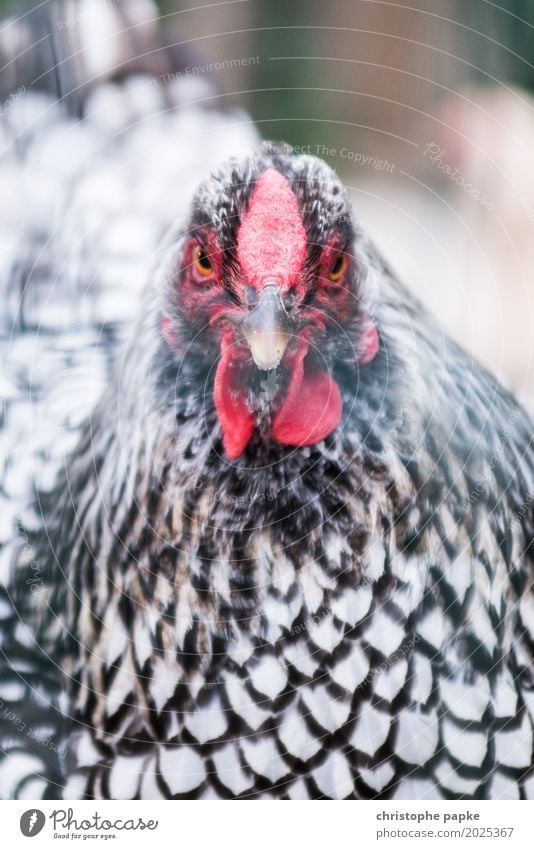 Ich wollt ich wär ein Huhn... Tier Nutztier Tiergesicht 1 Blick Haushuhn Hahn Hahnenkamm Geflügel Stall Hühnerstall Farbfoto Außenaufnahme Nahaufnahme