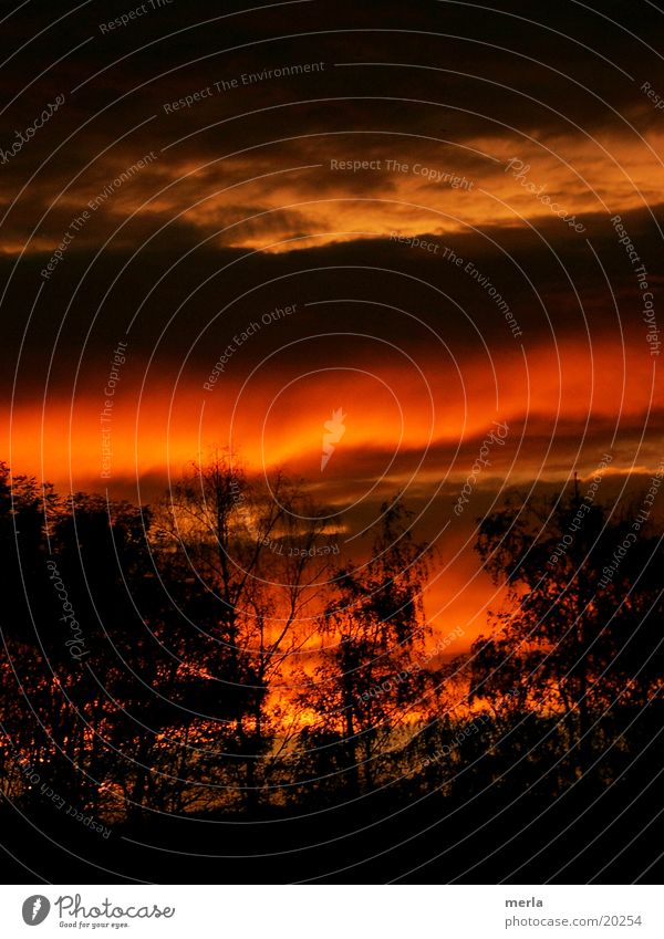 Abendhimmel farbenreich Landschaft Himmel Wolken Baum Streifen bedrohlich dunkel fantastisch orange rot schwarz träumen Abenteuer einzigartig Farbe