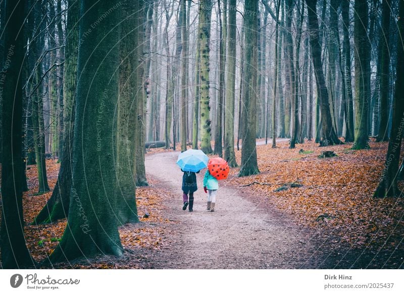 Walking in the rain Mensch 2 bedrohlich Freizeit & Hobby Regenschirm Zusammensein Spaziergang Spazierweg Wald Fußweg Wetter wettergeschützt gehen Baum