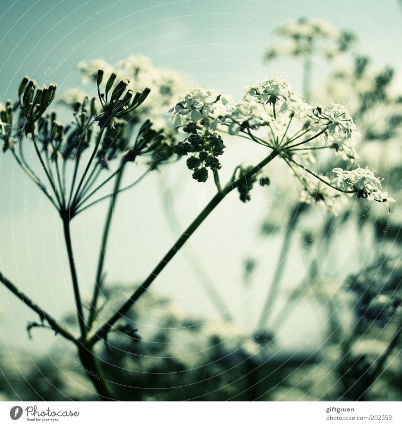 sommer Natur Pflanze Blume Blüte Blühend Wachstum ästhetisch natürlich weiß einfach Gewöhnliche Schafgarbe Frühling Sommer Wiesenblume normal Stengel Botanik