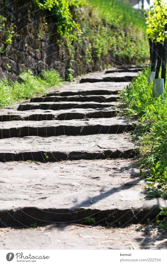 Weg Sommer Umwelt Natur Pflanze Sonnenlicht Frühling Gras Blatt Grünpflanze Deutschland Baden-Württemberg Treppe Wege & Pfade alt grün breit ansteigend oben