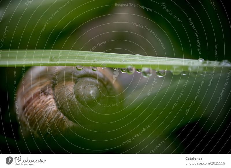 Regnerisch, Schnecke klebt fest unter einem  nassen Grashalm Natur Pflanze Tier Wassertropfen Frühling schlechtes Wetter Blatt Garten Weinbergschnecke 1