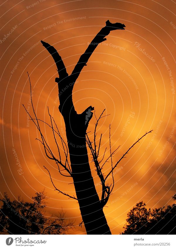 Toter Baum vor lebendigem Himmel Umwelt Natur Wolken Sonnenaufgang Sonnenuntergang Klimawandel Gewitter orange Stimmung Tod Senior bedrohlich Trauer