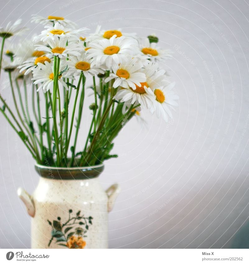 Nostalgie Dekoration & Verzierung Pflanze Blume Blüte Blühend Duft hell rein Margerite Vase Farbfoto Innenaufnahme Nahaufnahme Menschenleer Textfreiraum rechts