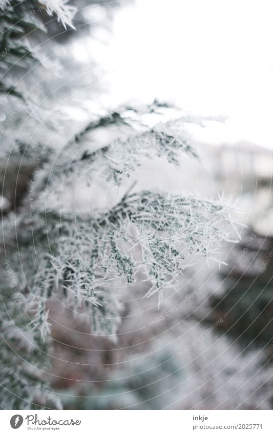 stechende Kälte Umwelt Natur Winter Klima Wetter Eis Frost Zweig Tannenzweig Nadelbaum Garten Park Eiszapfen kalt gefroren Winterstimmung Farbfoto Außenaufnahme