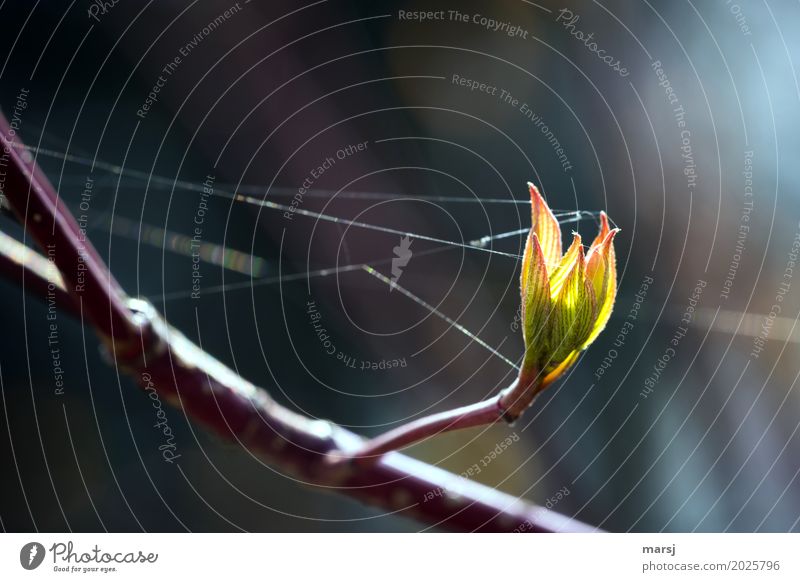 Gut vernetzt Natur Frühling Pflanze Blatt Hartriegel Blattknospe Ast leuchten authentisch Zusammensein grün Frühlingsgefühle Mut Tatkraft Sicherheit Hoffnung