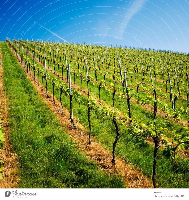 Weinbau Umwelt Natur Landschaft Himmel Sonnenlicht Frühling Sommer Klima Schönes Wetter Wärme Pflanze Gras Grünpflanze Nutzpflanze Weinberg Kerner Wachstum neu