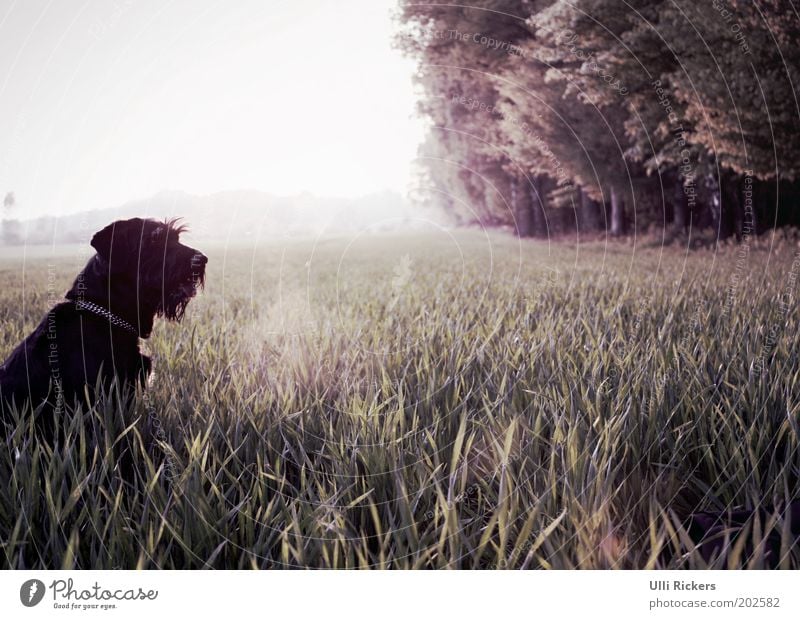 . Freizeit & Hobby Ferien & Urlaub & Reisen Ausflug Freiheit Sommer Umwelt Natur Landschaft Schönes Wetter Gras Sträucher Feld Wald Tier Haustier Hund 1