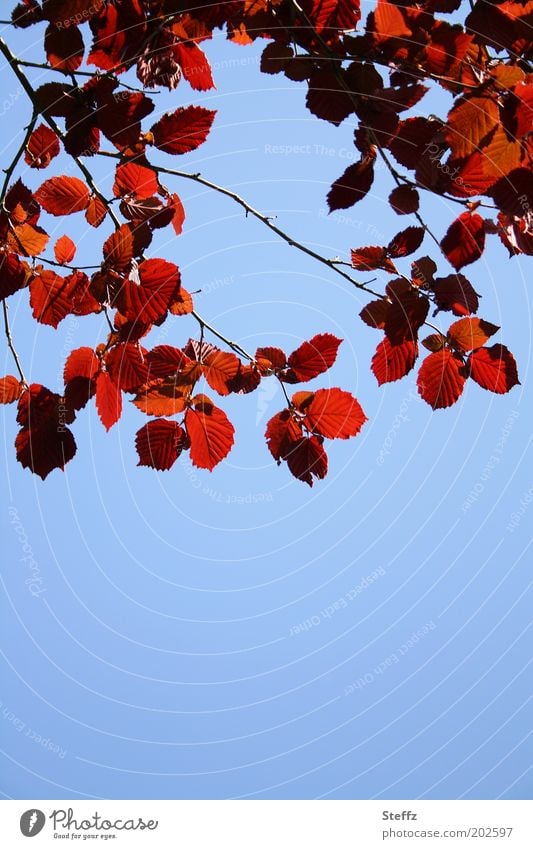 rote Haselnussblätter Himmel blau blauer Himmel Himmelblau dunkelrot weinrot wolkenloser Himmel schönes Wetter blauer Hintergrund dekorativ natürlich herbstlich