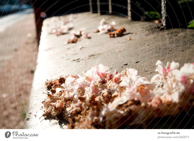 Schwere Verblühung Frühling Sommer Pflanze Blüte Kastanienblüte verblüht Zaun Stein Beton trocken weich grau rosa weiß zart zerbrechlich Perspektive Traurigkeit