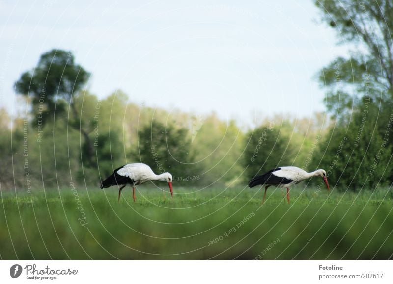 Frühstück Umwelt Natur Landschaft Pflanze Tier Schönes Wetter Baum Gras Sträucher Park Wiese Wildtier Vogel Umweltschutz Naturschutzgebiet Storch Feder Schnabel