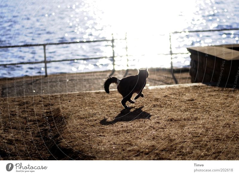 7 Leben Erde Sand Wasser Sonnenaufgang Sonnenuntergang Schönes Wetter Seeufer Tier Haustier Katze 1 gehen Jagd Spielen springen Respekt Geländer Gewässer